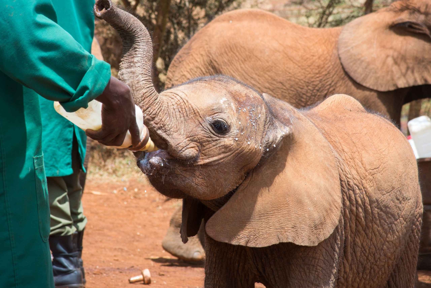 Fra Nairobi: Halvdagsutflukt til David Sheldrick Elephant Trust