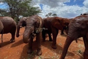 From Nairobi: David Sheldrick Elephant Trust Half Day Tour