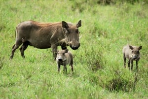 Desde Nairobi: Excursión de un día al Parque Nacional Hell`s Gate