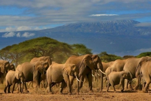 From Nairobi ; Day Tour To Amboseli National Park