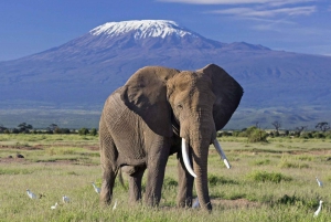 From Nairobi ; Day Tour To Amboseli National Park