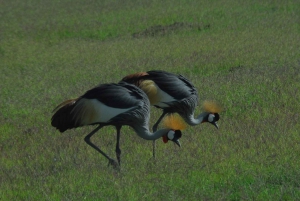 Nairobista: Amboselin kansallispuistoon