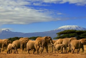 From Nairobi: Day Trip to Amboseli National Park