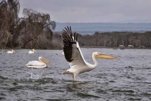 From Nairobi: Day Trip to Hells gate and Lake Naivasha