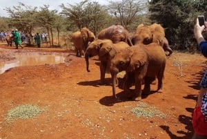 From Nairobi: Elephant Orphanage and Giraffe Center Day Trip