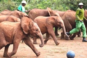 From Nairobi: Elephant Orphanage and Giraffe Center Day Trip