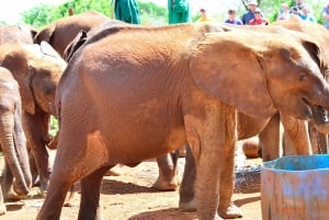 From Nairobi: Elephant Orphanage and Giraffe Center Day Trip