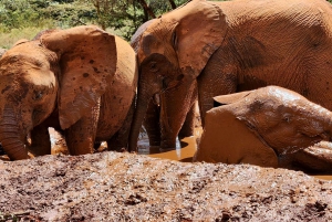 From Nairobi: Elephant Orphanage and Giraffe Center Tour