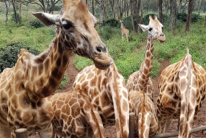 From Nairobi: Elephant Orphanage and Giraffe Center Tour