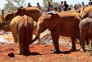 Von Nairobi aus: Elefantenwaisenhaus, Giraffenzentrum und Bomas