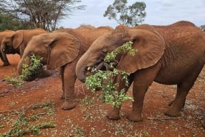 De Nairóbi: Orfanato de Elefantes, Centro de Girafas e Bomas