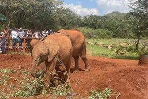 De Nairóbi: Orfanato de Elefantes, Centro de Girafas e Bomas