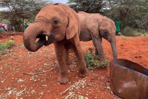 Fra Nairobi: Elefantbørnehjem, Girafcenter & Bomas