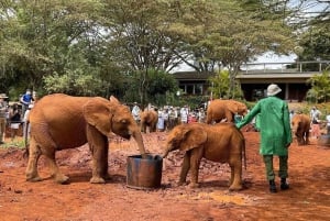 Fra Nairobi: Elefantbørnehjem, Girafcenter & Bomas