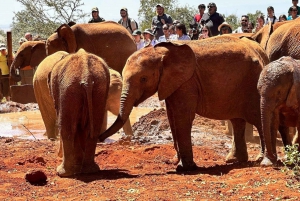 From Nairobi: Elephant Orphanage, Giraffe Centre & Bomas