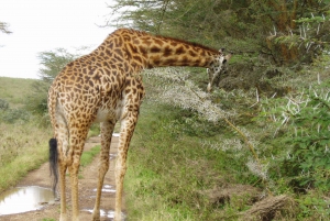 From Nairobi: Giraffe Center and Mbogani House