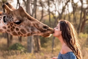 Van Nairobi: dagtour giraffencentrum en olifantenweeshuis