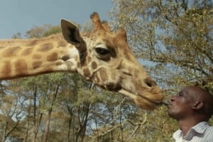 Fra Nairobi: Dagstur til Giraffe Center og Elephant Orphanage