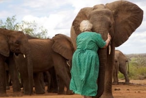 Nairobista: Nairobi: Kirahvikeskus ja norsujen orpokoti - Päiväretki