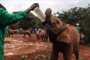 Från Nairobi: Dagstur till Giraffcentret och Elefantbarnhemmet