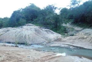 Fra Nairobi: Guidet fugletur