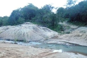 De Nairobi: Excursão guiada para observação de pássaros