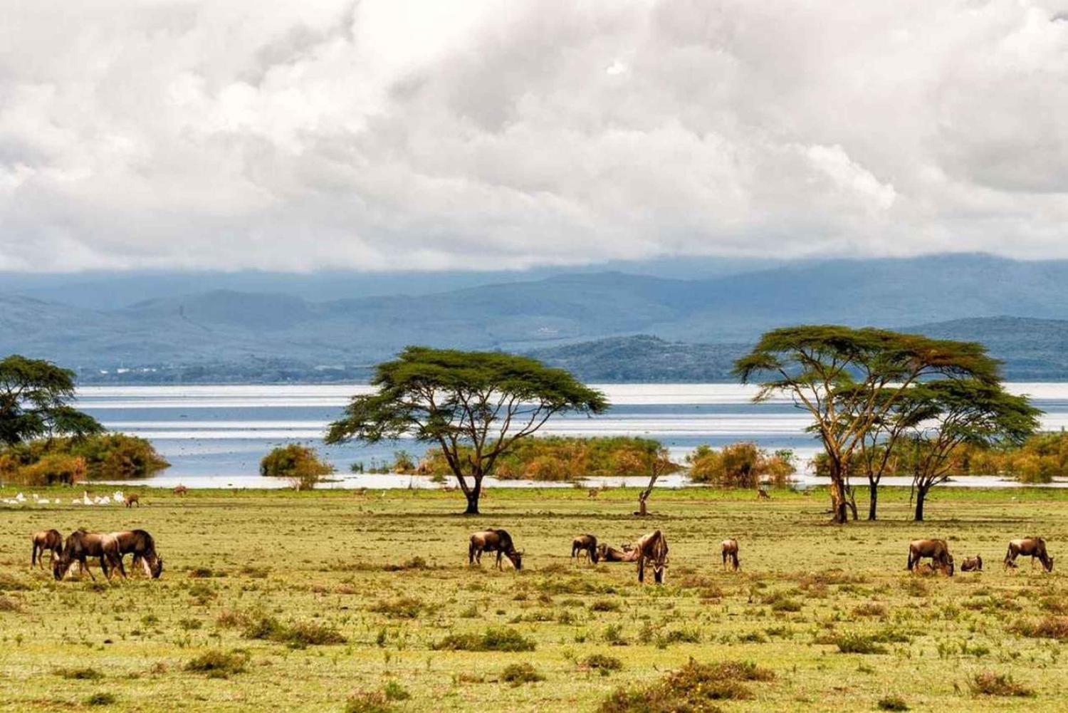 Fra Nairobi: Guidet dagstur til Nakuru Lake nasjonalpark