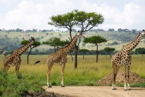 Nairobista: Nakuru-järven kansallispuiston päiväretki