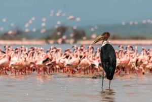 Z Nairobi: Jednodniowa wycieczka z przewodnikiem po Parku Narodowym Jeziora Nakuru