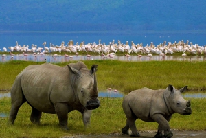 Fra Nairobi: Guidet dagstur til Nakuru Lake nasjonalpark