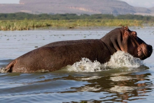Fra Nairobi: Guidet dagstur til Nakuru Lake nasjonalpark