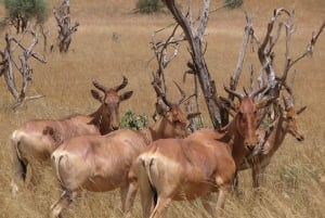 Da Nairobi: gita di un giorno all'Hell's Gate National Park