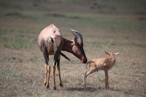 From Nairobi: Hell's Gate and Lake Naivasha Day Trip