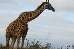 De Nairobi: excursion d'une journée au parc national Hells Gate