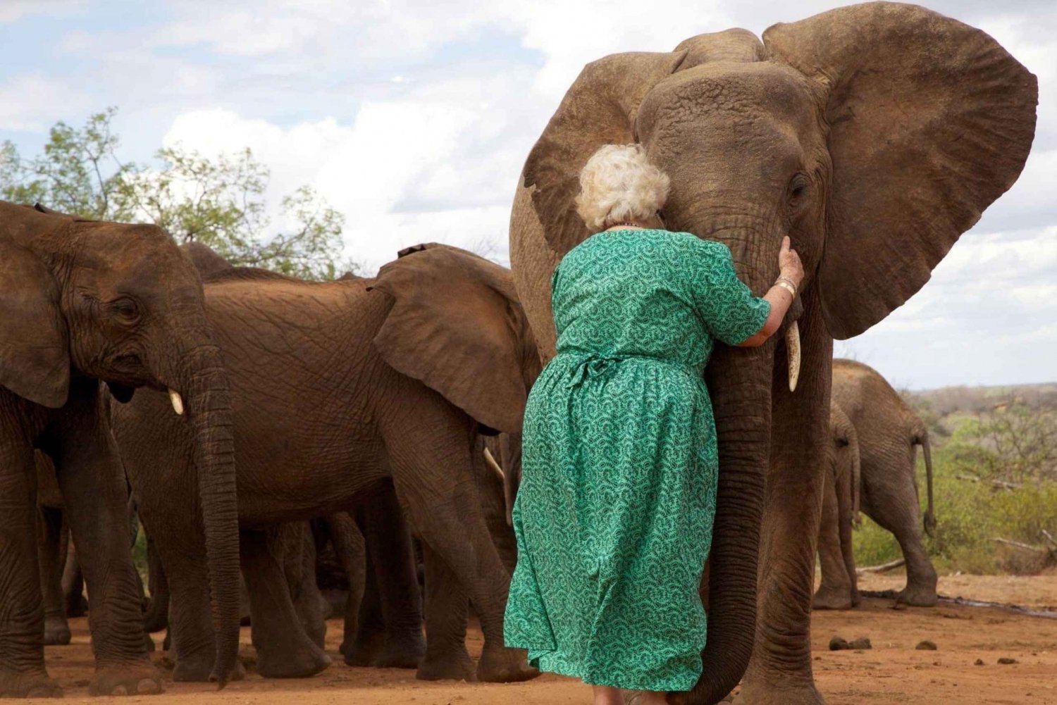 Nairobista: Karen Blixen, kirahvikeskus ja norsunpoikanenvauva