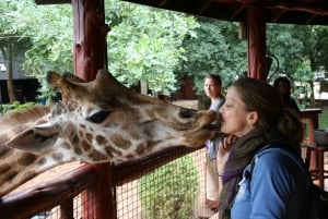 Z Nairobi: Karen Blixen, Giraffe Center i Baby Elephant