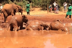 Från Nairobi: Karen Blixen, Giraffcentret och Baby Elephant