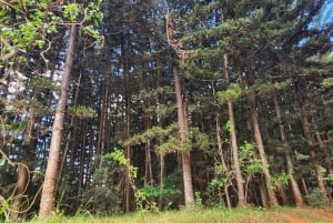 From Nairobi: Karura Forest Nature Trail