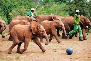 De Nairóbi: contas Kazuri, Baby Elephant e Giraffe Center
