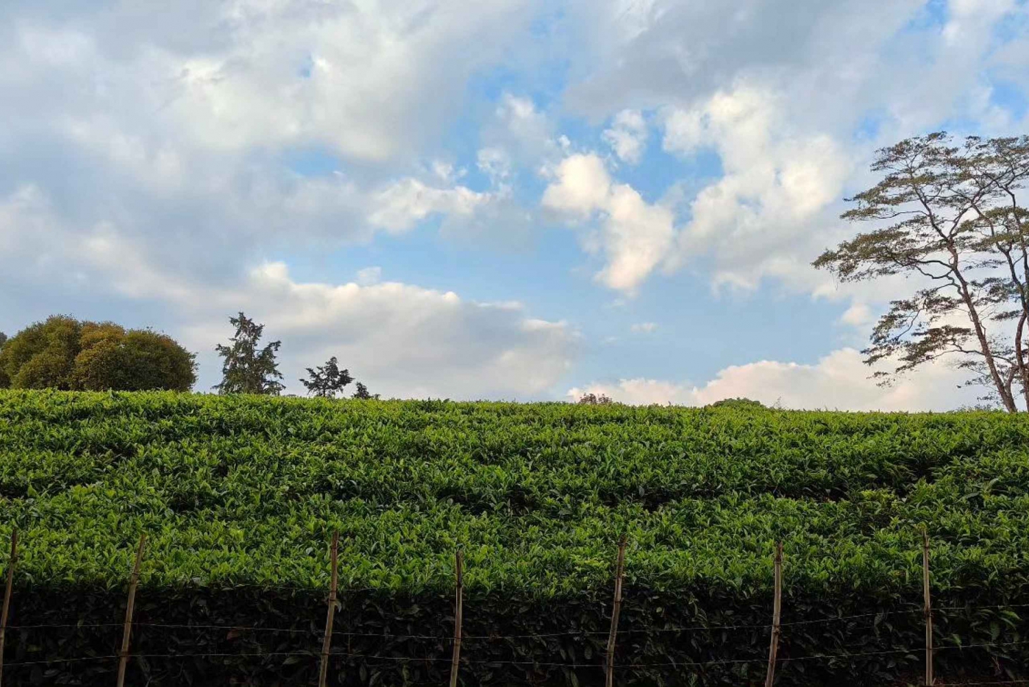 From Nairobi: Kiambethu Tea Farm Day Tour