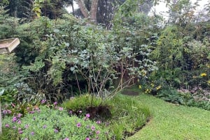 Nairobi: całodniowa wycieczka na farmę herbaty Kiambethu z lunchem