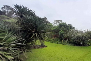 Nairobi: całodniowa wycieczka na farmę herbaty Kiambethu z lunchem