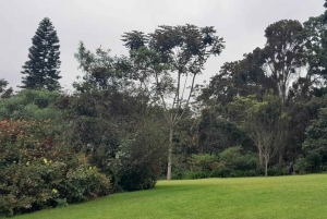 Nairobi: całodniowa wycieczka na farmę herbaty Kiambethu z lunchem