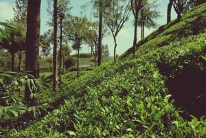 Limuru: Besuch einer Teeplantage mit Mittagessen