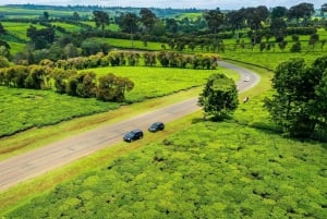 Limuru: Besuch einer Teeplantage mit Mittagessen