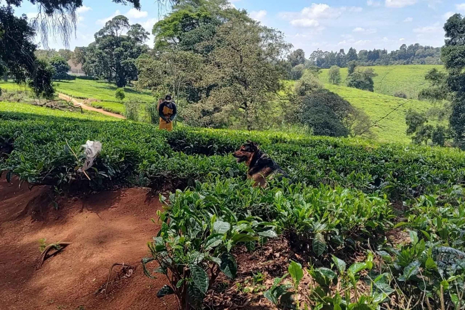 De Nairóbi: excursão particular de um dia à fazenda de chá Kiambethu