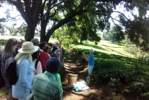 From Nairobi: Kiambethu Tea Farm Tour & Lunch