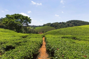 From Nairobi: Kiambethu Tea Farm Tour & Lunch