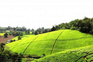 From Nairobi: Kiambethu Tea Farm Tour & Lunch