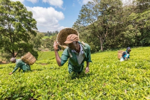 Da Nairobi: Tour della fattoria del tè Kiambethu e pranzo